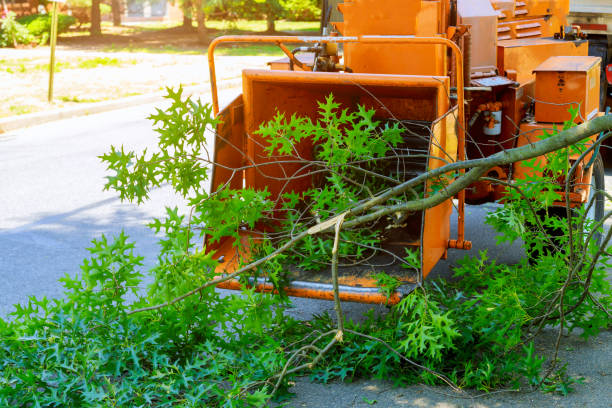 Best Residential Tree Removal  in Linton Hall, VA